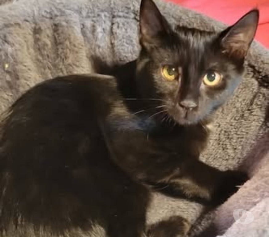 Don animaux Drôme Puy St Martin - 26450 - Photos Vivastreet Chat LEXA à l adoption