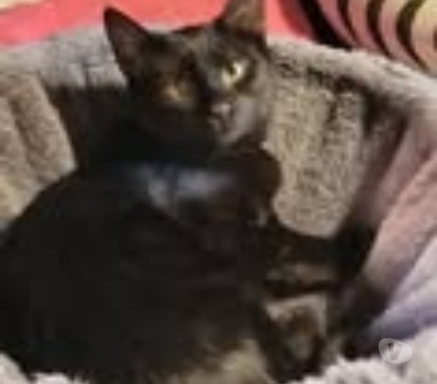 Don animaux Drôme Puy St Martin - 26450 - Photos Vivastreet Chat LEXA à l adoption