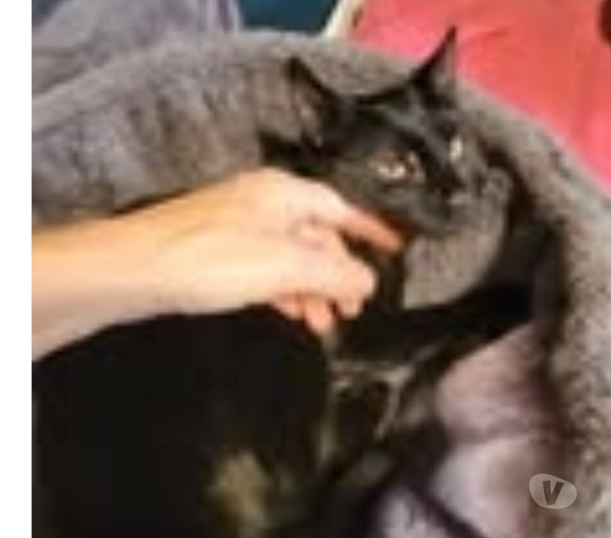Don animaux Drôme Puy St Martin - 26450 - Photos Vivastreet Chat LEXA à l adoption