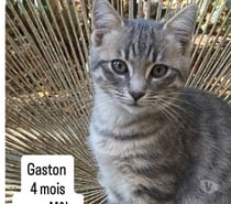 Photos Vivastreet Chat GASTON à l adoption