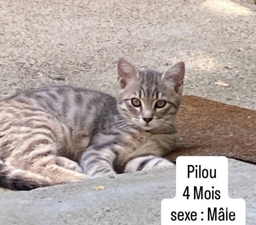 Don animaux Vaucluse Cairanne - 84290 - Photos Vivastreet Chat PILOU à l adoption