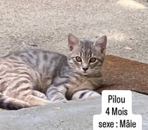 Photos Vivastreet Chat PILOU à l adoption