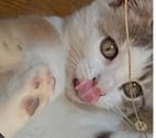 Chat JULES à l adoption