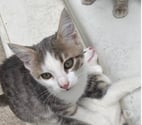 Chat LILAS à l adoption