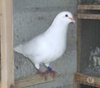 Bagneaux sur Loing - Seine-et-Marne — Pigeons reproducteurs hubbell blanc