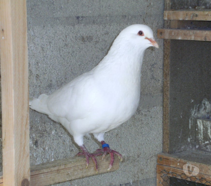 Vente Seine-et-Marne Bagneaux sur Loing - 77167 - Photos Vivastreet Pigeons reproducteurs hubbell blanc