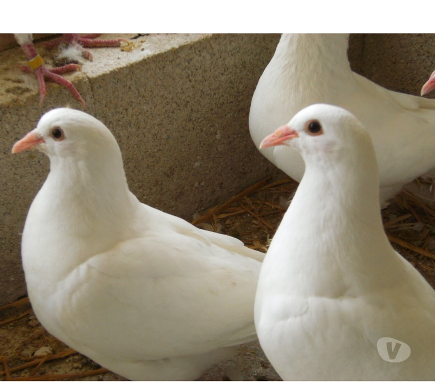 Vente Seine-et-Marne Bagneaux sur Loing - 77167 - Photos Vivastreet Pigeons reproducteurs hubbell blanc