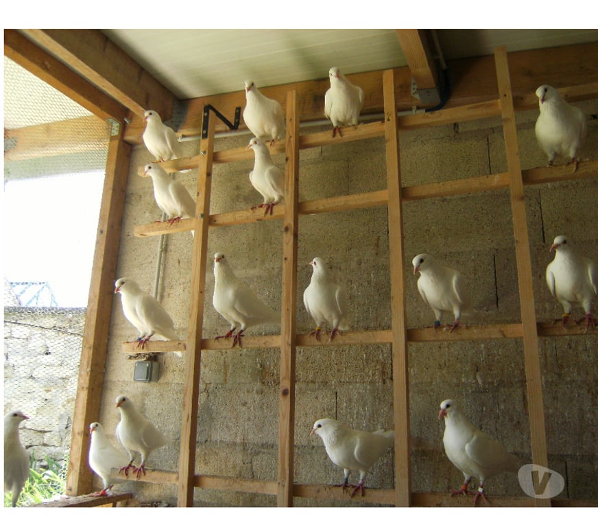 Vente Seine-et-Marne Bagneaux sur Loing - 77167 - Photos Vivastreet Pigeons reproducteurs hubbell blanc
