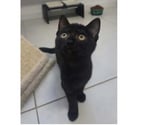 Villalbe - Carcassonne — Ares chaton noir 2 mois adorable cherche famille