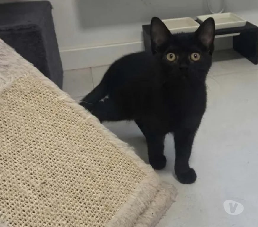 Don animaux Aude Carcassonne - Photos Vivastreet Ares chaton noir 2 mois adorable cherche famille