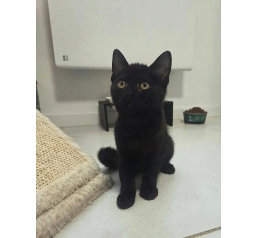Don animaux Aude Carcassonne - Photos Vivastreet Ares chaton noir 2 mois adorable cherche famille