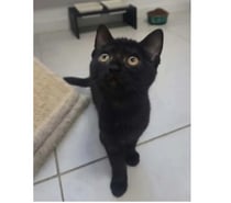 Photos Vivastreet Ares chaton noir 2 mois adorable cherche famille