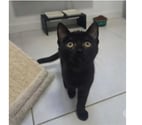 Villalbe - Carcassonne — Bagherra chatonne 2 mois caline cherche adoptants
