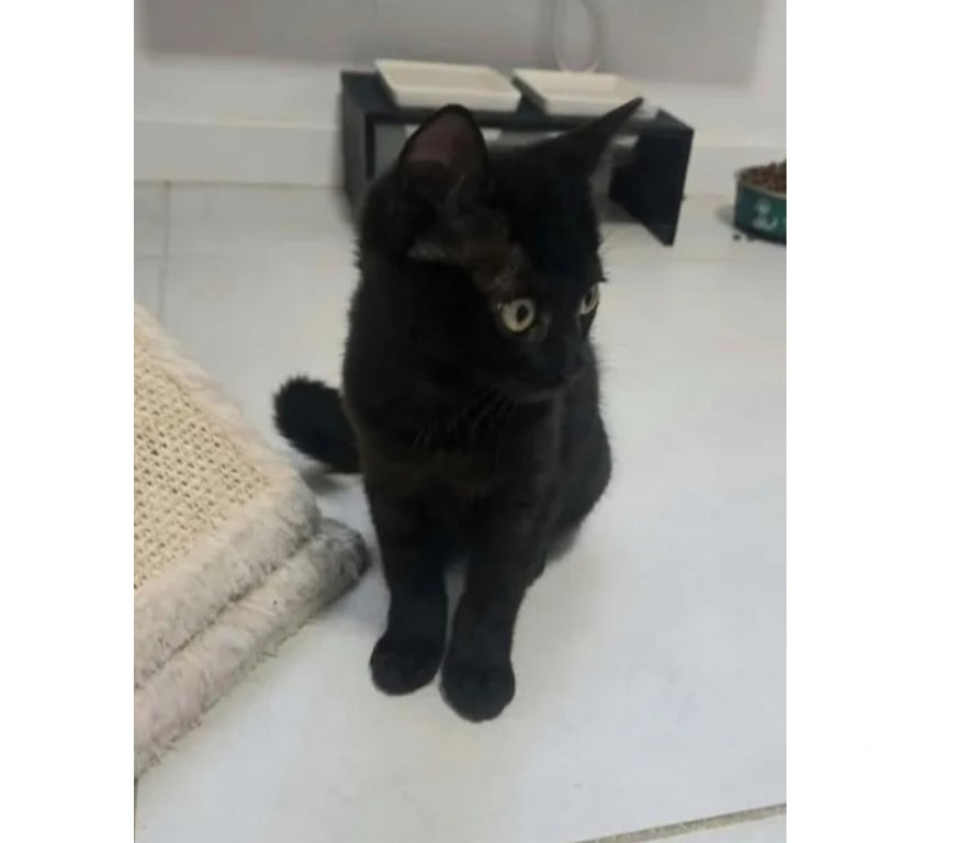 Don animaux Aude Carcassonne - Photos Vivastreet Bagherra chatonne 2 mois caline cherche adoptants