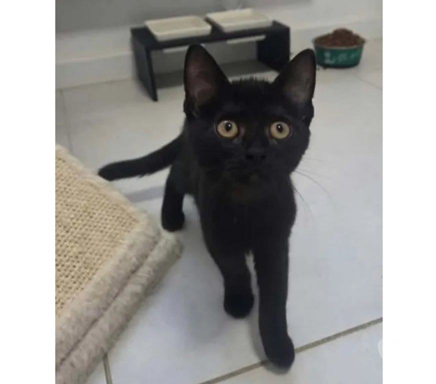 Don animaux Aude Carcassonne - Photos Vivastreet Bagherra chatonne 2 mois caline cherche adoptants