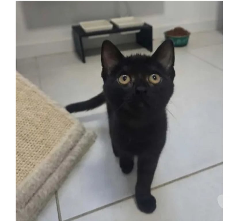 Don animaux Aude Carcassonne - Photos Vivastreet Bagherra chatonne 2 mois caline cherche adoptants