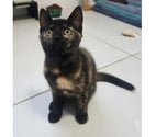Villalbe - Carcassonne — Isis chatonne caline cherche adoptants