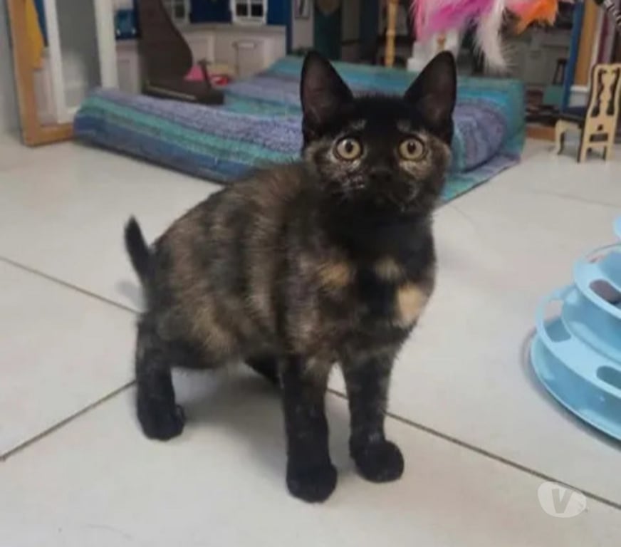 Don animaux Aude Carcassonne - Photos Vivastreet Isis chatonne caline cherche adoptants