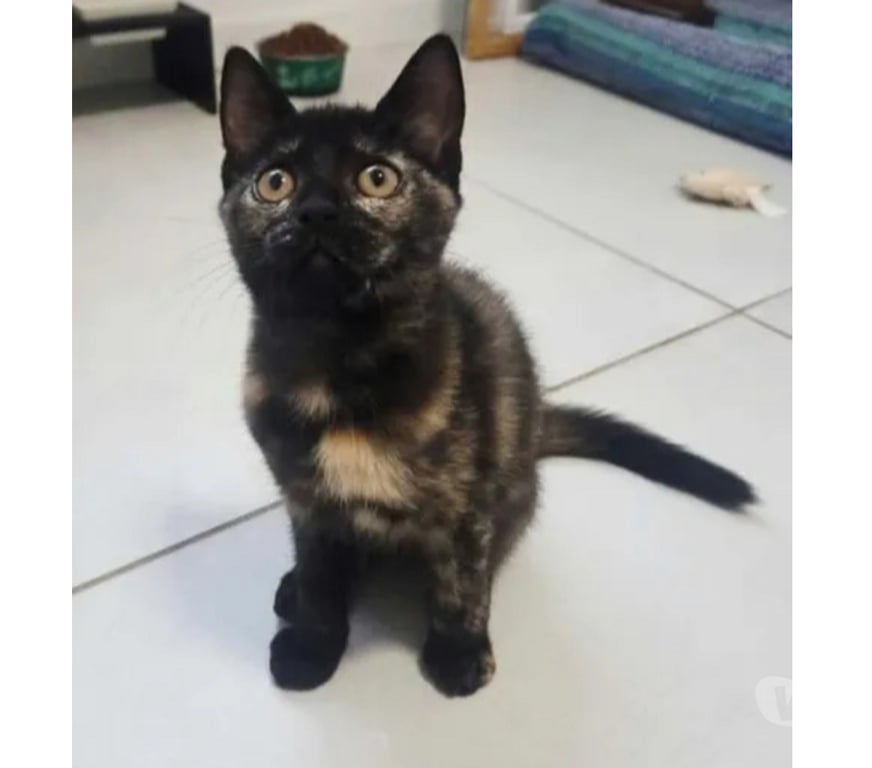 Don animaux Aude Carcassonne - Photos Vivastreet Isis chatonne caline cherche adoptants