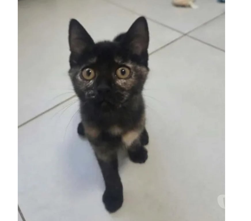 Don animaux Aude Carcassonne - Photos Vivastreet Isis chatonne caline cherche adoptants