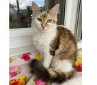 Villalbe - Carcassonne — Jules gentil chat 6 mois cherche famille
