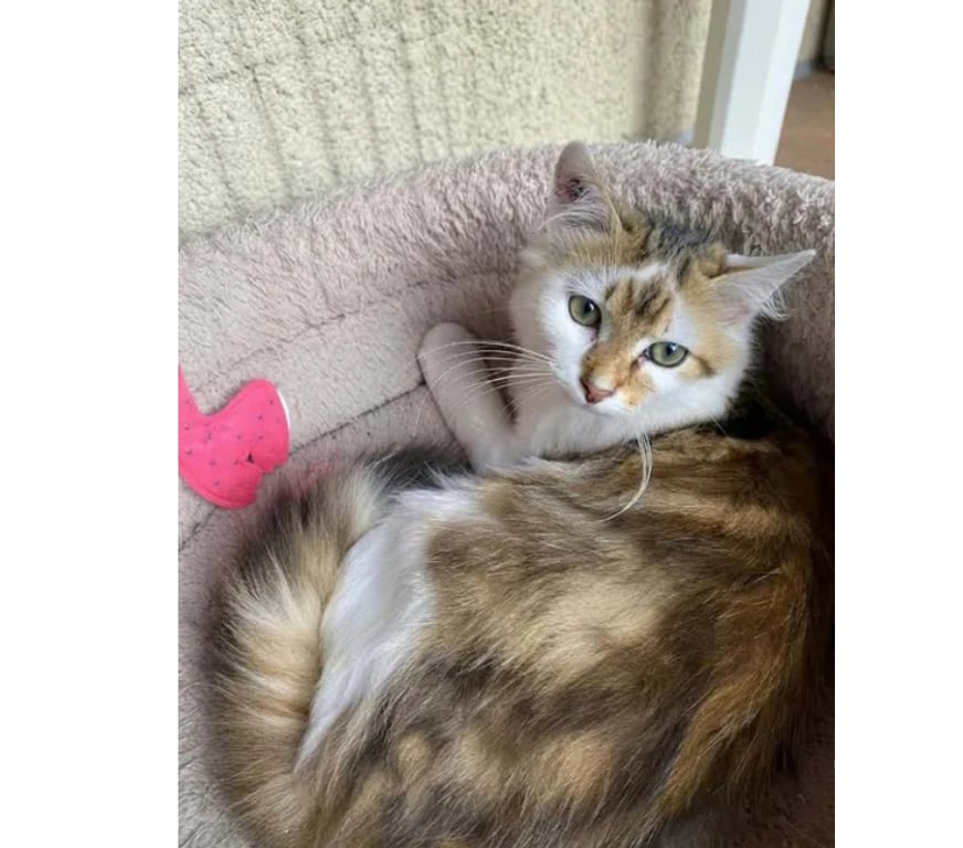 Don animaux Aude Carcassonne - Photos Vivastreet Jules gentil chat 6 mois cherche famille