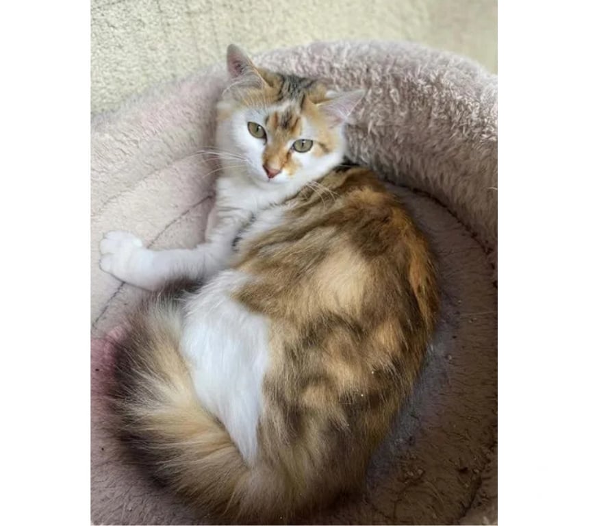 Don animaux Aude Carcassonne - Photos Vivastreet Jules gentil chat 6 mois cherche famille