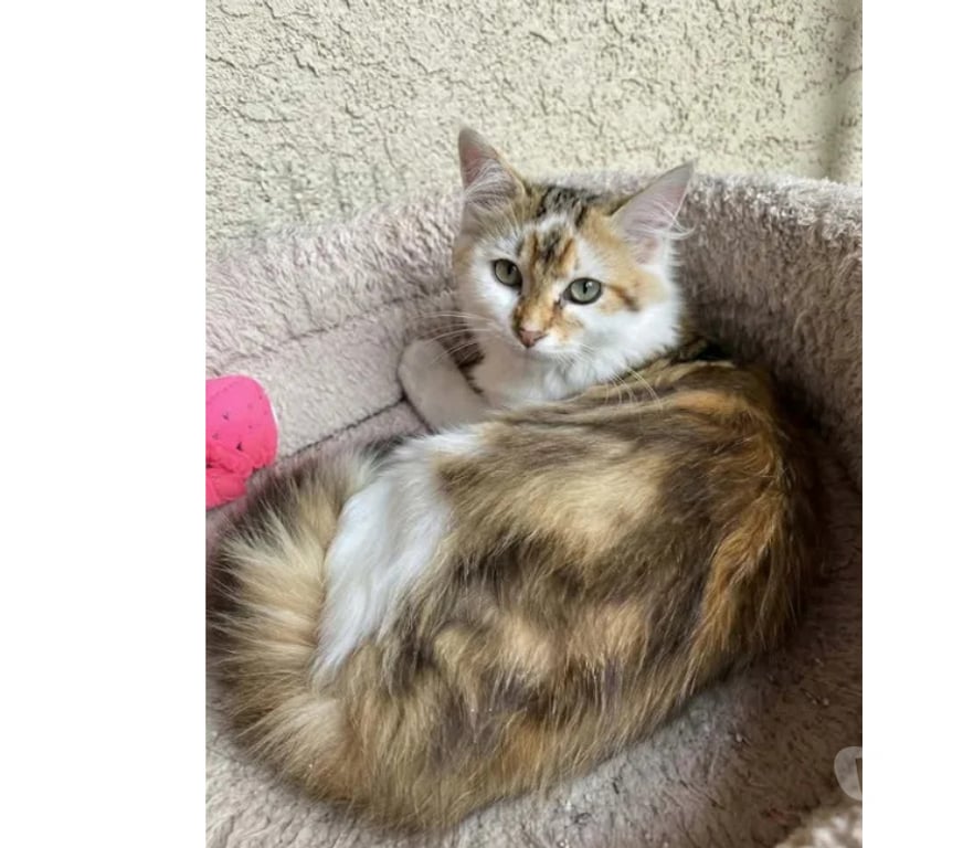 Don animaux Aude Carcassonne - Photos Vivastreet Jules gentil chat 6 mois cherche famille