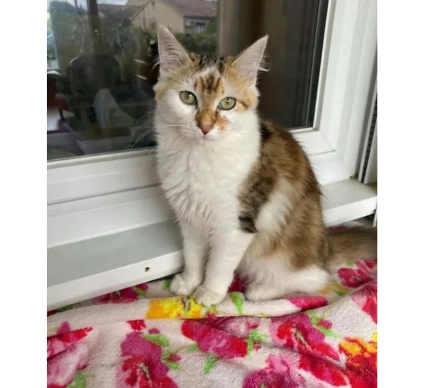 Don animaux Aude Carcassonne - Photos Vivastreet Jules gentil chat 6 mois cherche famille