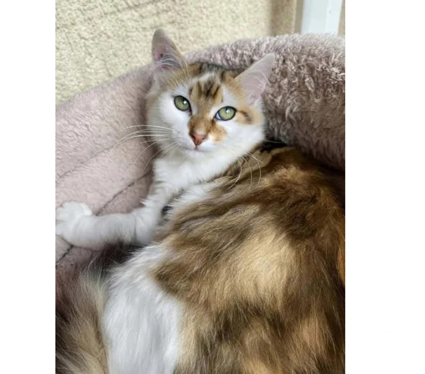 Don animaux Aude Carcassonne - Photos Vivastreet Jules gentil chat 6 mois cherche famille