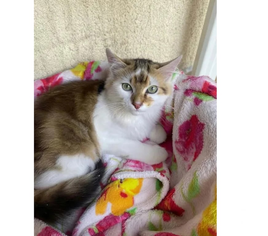 Don animaux Aude Carcassonne - Photos Vivastreet Jules gentil chat 6 mois cherche famille