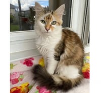 Photos Vivastreet Jules gentil chat 6 mois cherche famille