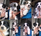 Bourgougnague - Lot-et-Garonne — Chiots type Border Collie cherchent leur Famille