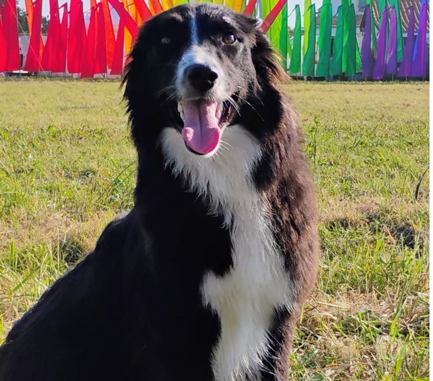 Vente Lot-et-Garonne Bourgougnague - 47410 - Photos Vivastreet Chiots type Border Collie cherchent leur Famille