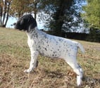 Ambonnay - Marne — Chiots braque d'Auvergne LOF à réserver