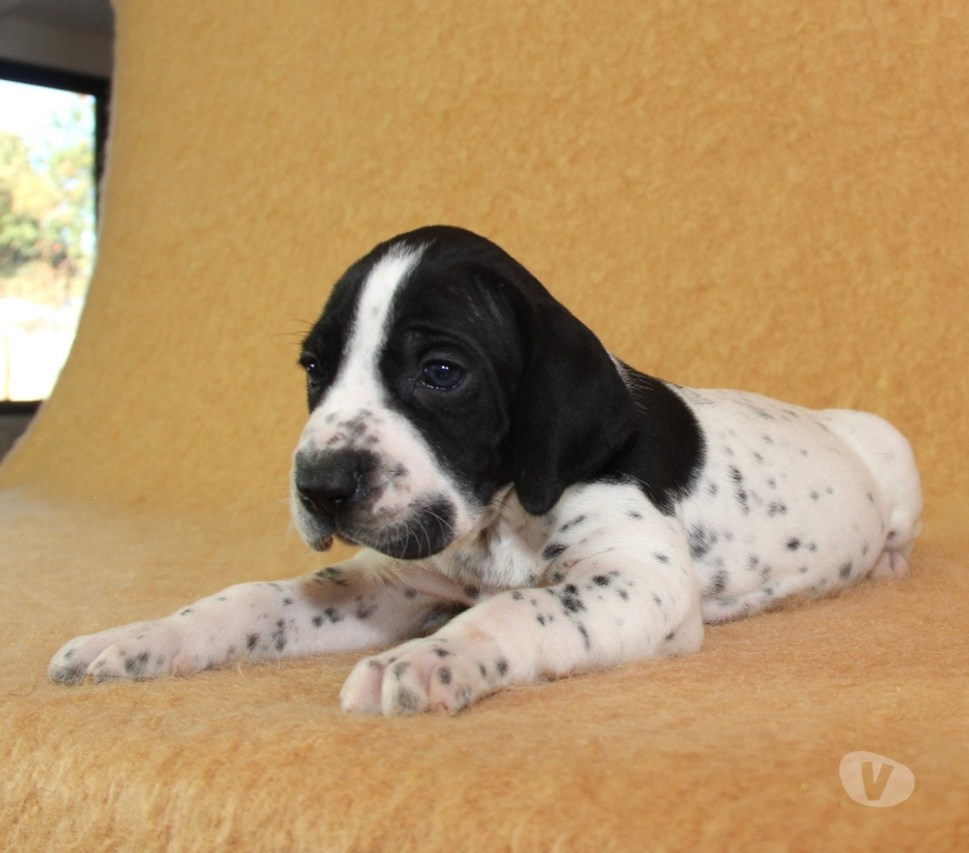 Vente Marne Ambonnay - 51150 - Photos Vivastreet Chiots braque d'Auvergne LOF à réserver