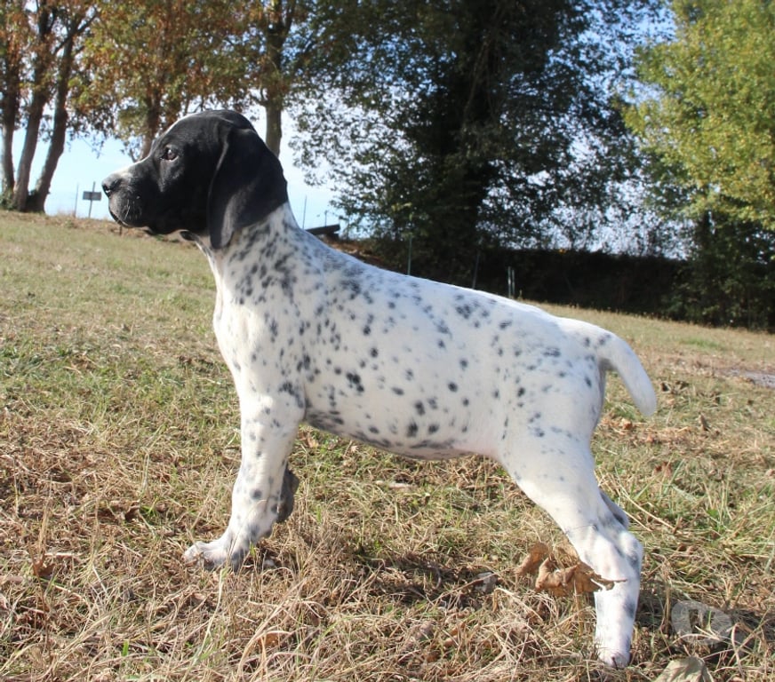 Vente Marne Ambonnay - 51150 - Photos Vivastreet Chiots braque d'Auvergne LOF à réserver