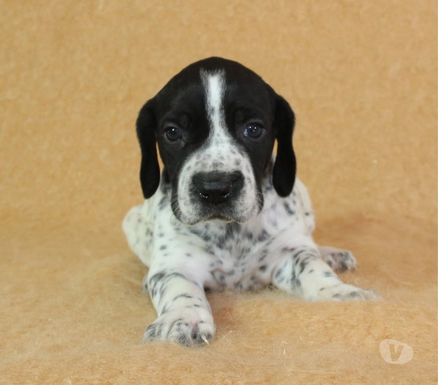 Vente Marne Ambonnay - 51150 - Photos Vivastreet Chiots braque d'Auvergne LOF à réserver