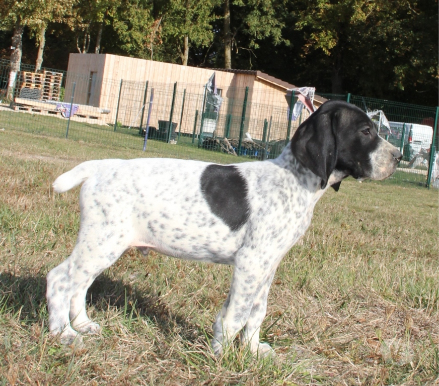 Vente Marne Ambonnay - 51150 - Photos Vivastreet Chiots braque d'Auvergne LOF à réserver