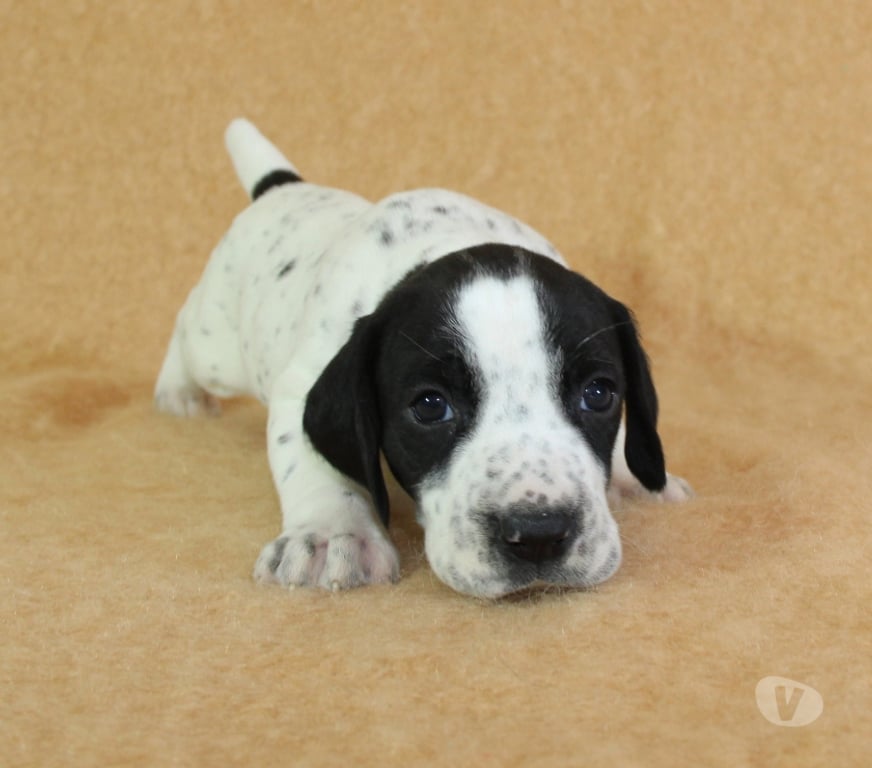 Vente Marne Ambonnay - 51150 - Photos Vivastreet Chiots braque d'Auvergne LOF à réserver