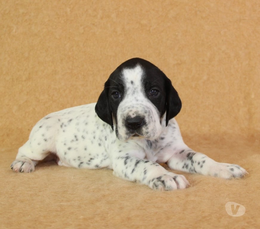 Vente Marne Ambonnay - 51150 - Photos Vivastreet Chiots braque d'Auvergne LOF à réserver