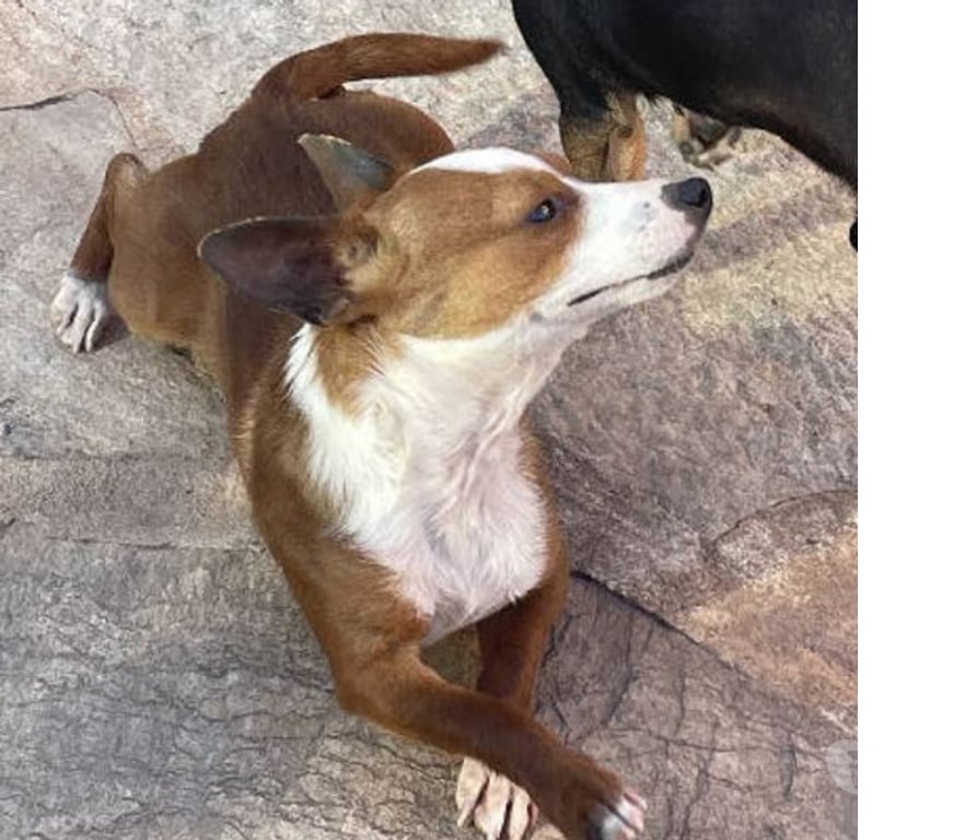 Don animaux Var Toulon - Photos Vivastreet ABALO Podengo portugais 1,5 an 3kgs(LOF)Cherche famille VAR