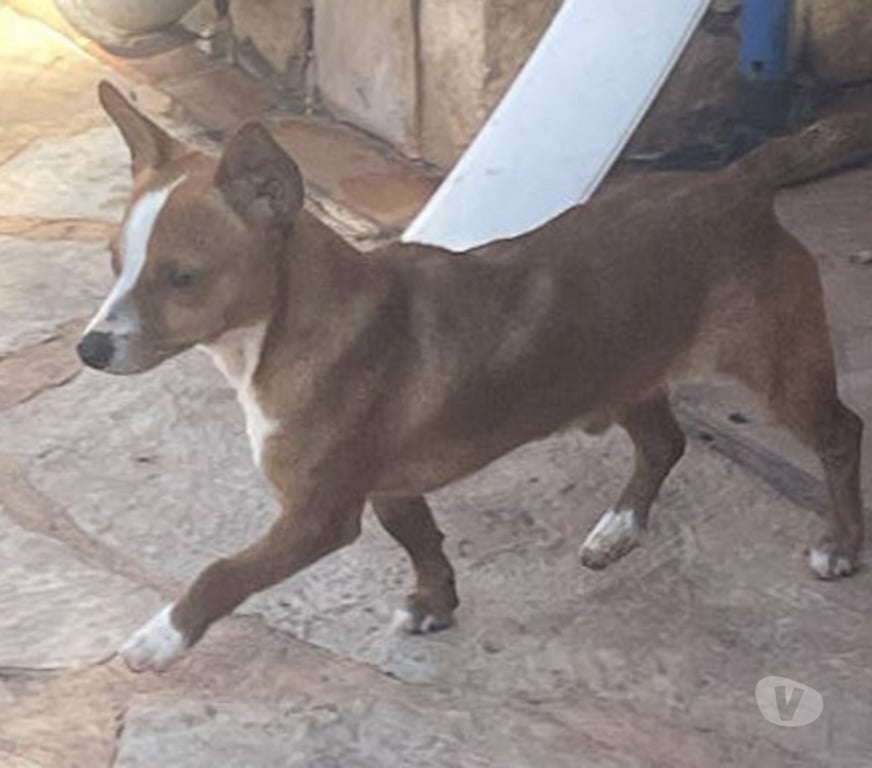 Don animaux Var Toulon - Photos Vivastreet ABALO Podengo portugais 1,5 an 3kgs(LOF)Cherche famille VAR