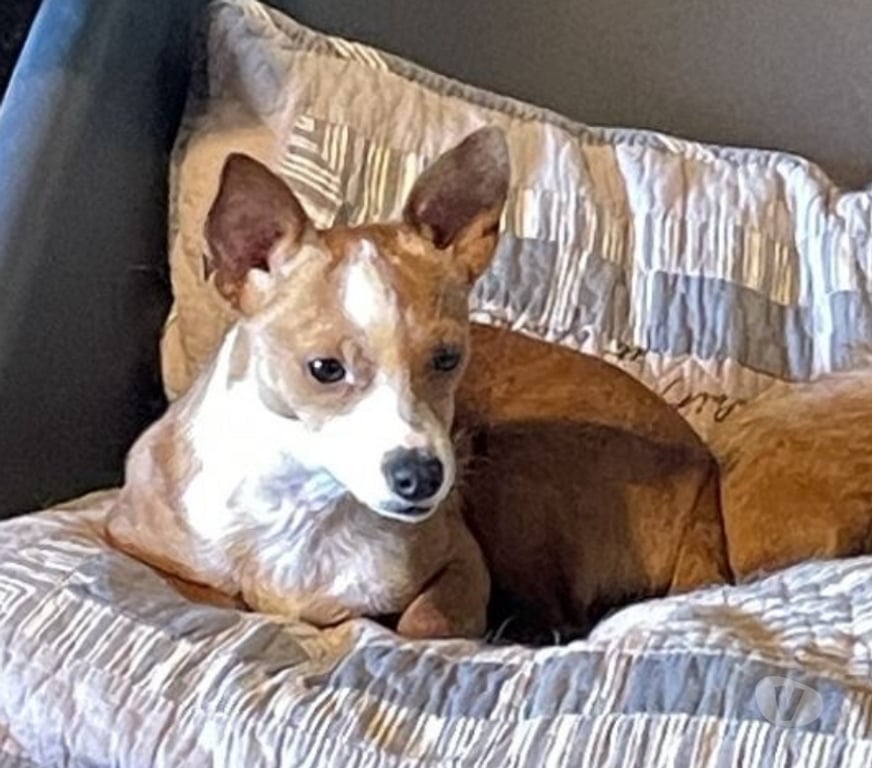 Don animaux Var Toulon - Photos Vivastreet ABALO Podengo portugais 1,5 an 3kgs(LOF)Cherche famille VAR