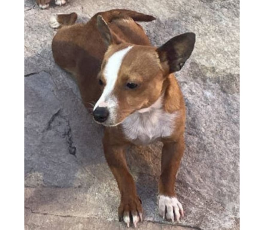 Don animaux Var Toulon - Photos Vivastreet ABALO Podengo portugais 1,5 an 3kgs(LOF)Cherche famille VAR