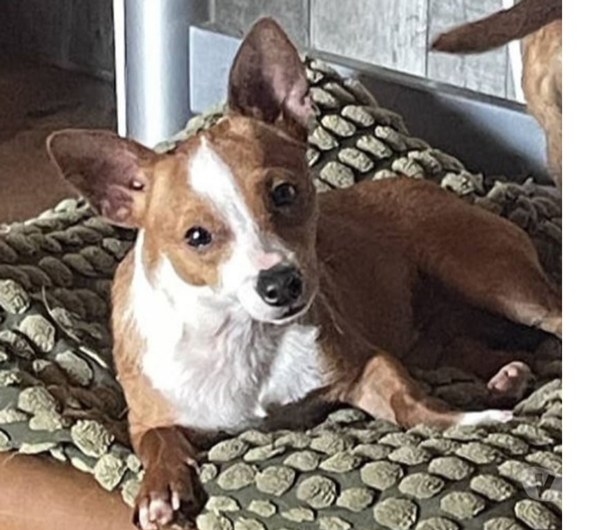 Don animaux Var Toulon - Photos Vivastreet ABALO Podengo portugais 1,5 an 3kgs(LOF)Cherche famille VAR