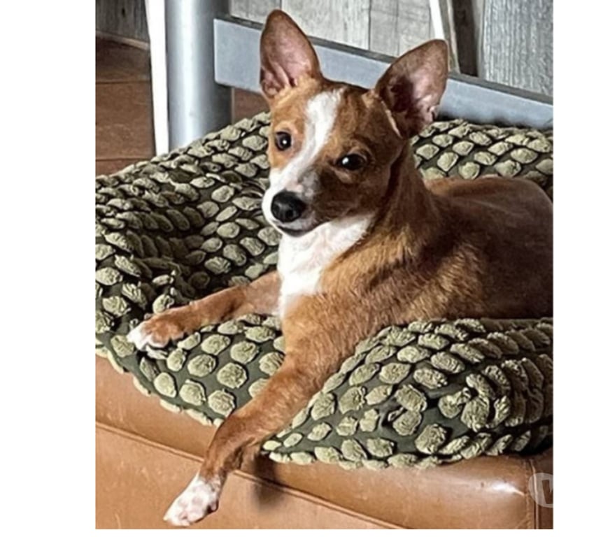 Don animaux Var Toulon - Photos Vivastreet ABALO Podengo portugais 1,5 an 3kgs(LOF)Cherche famille VAR