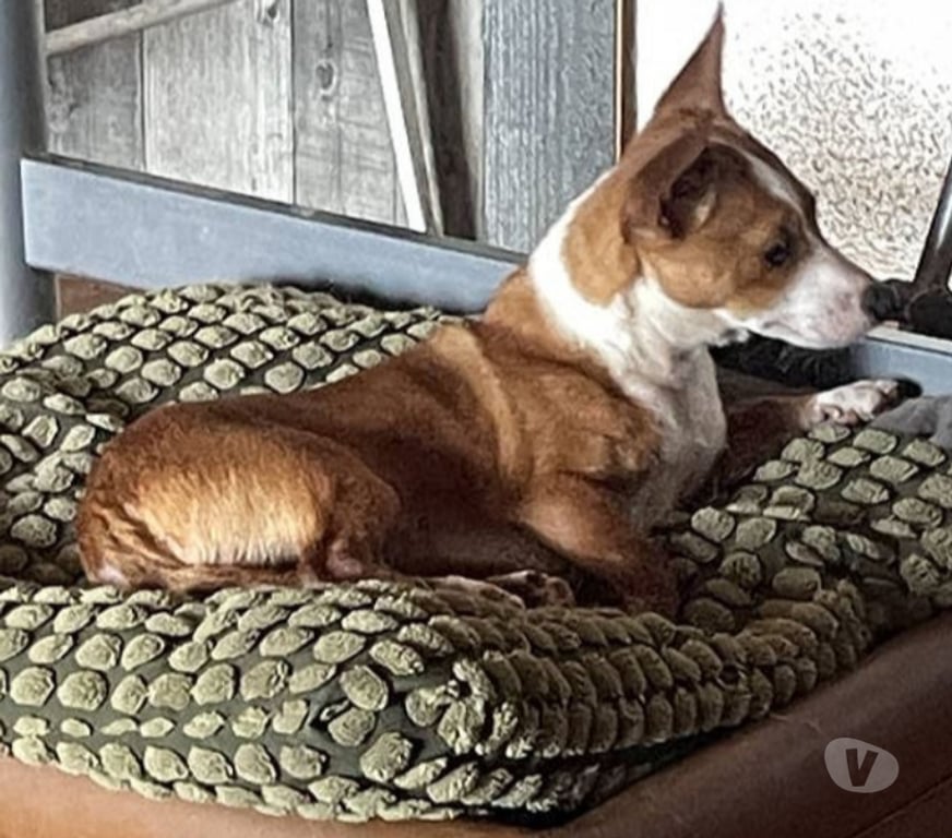 Don animaux Var Toulon - Photos Vivastreet ABALO Podengo portugais 1,5 an 3kgs(LOF)Cherche famille VAR