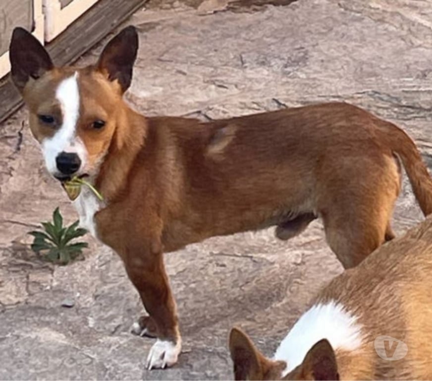 Don animaux Var Toulon - Photos Vivastreet ABALO Podengo portugais 1,5 an 3kgs(LOF)Cherche famille VAR