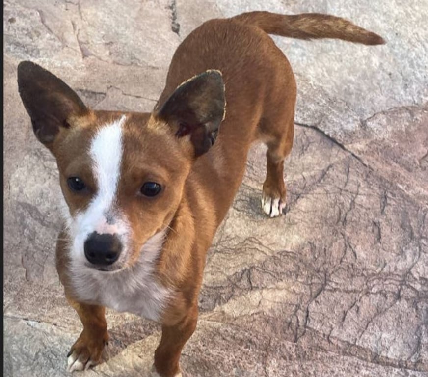 Don animaux Var Toulon - Photos Vivastreet ABALO Podengo portugais 1,5 an 3kgs(LOF)Cherche famille VAR
